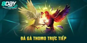 Đá Gà Thomo Trực Tiếp - Xem Ngay Những Trận Đấu Đỉnh Cao