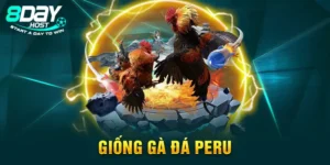 Giống Gà Đá Peru - Tại Sao Lại Được Ưa Chuộng Đến Vậy?